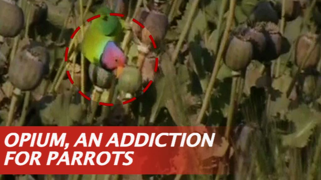 NewsMoOfficial's tweet photo. Opium-addicted parrots are wreaking havoc in India!

Watch Video: https://t.co/umrOsMfm6d https://t.co/9BH39WFGdy