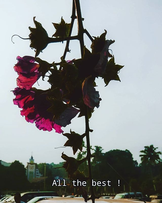 ablechacko's tweet photo. One of the best Word !
#Goodmorning .
.
.
.
.
.
.
.
.
.
.
.
.
.
#photography #instagood #instagram #ablechacko #instamood #bestoftheday #lifestyle #instapic #weirdo #infjspeaks #instagrampics #flowers #plant #instaquotes #thinker #plantphotography #nature #quotes #beingme … https://t.co/BtCYxGeUFJ