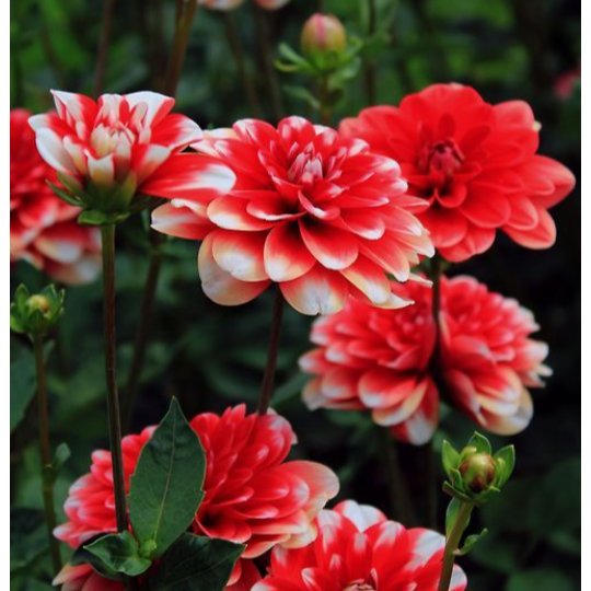 kissyobrien's tweet image. •So all of this is all for you•
#flowersforlou 🌹
@Louis_Tomlinson 
—You have a flower of your garden in Bolivia 🇧🇴