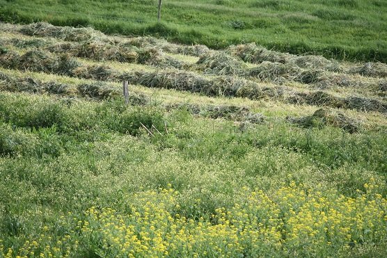 Palabra de hoy: baraño

m. Estela de hierba recién segada.

Tras aguadañar un campo, quedan unas hileras de hierba que parecen un mar verde detenido. Verde claro, por dejar el envés a la vista; verde quieto, por haber perdido su movimiento. 

#DiccionarioAceytunodelaNaturaleza