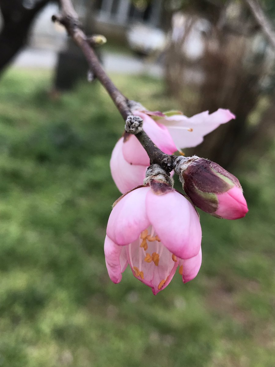 神谷明 Twitterissa 慈愛園子供ホームの近くの公園にアーモンドの花が咲いていました