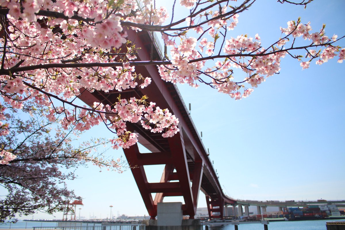 白虎 びゃっこ 灘浜緑地の早咲きの桜 たぶん河津桜 は満開 灘浜緑地 神戸市 灘区 桜 河津桜