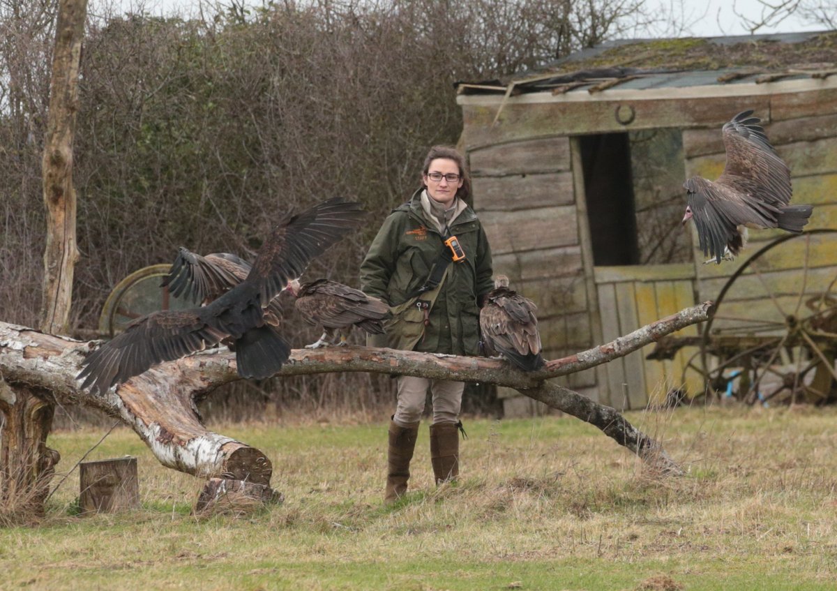 jeffyoud23's tweet photo. here are 4 keepers that do a wonderful job for @HawkConservancy Trust what it is to do a job that you love with incredible passion and take time to talk to the public 
very well done guys a great day out for me !!!! https://t.co/jIkHv7WYfN