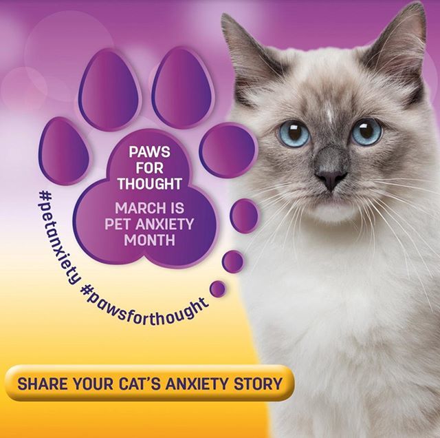 V4PMalvern's tweet photo. March is the official Pet Anxiety Month. 
Share your pet anxiety story with us. 
Visit https://t.co/8DwgFKmbPa for more information 
#pawsforthought #petanxiety https://t.co/5lBeRFbmnh https://t.co/hQlke57SHN