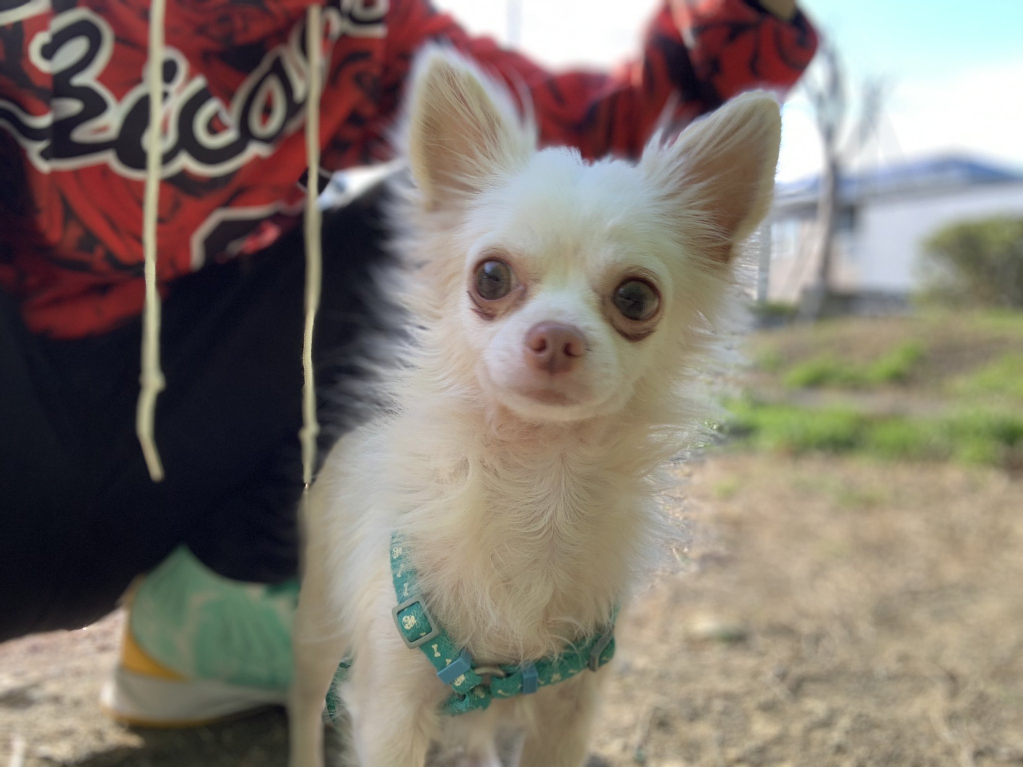 Dj Chandam 天気良いからワンコの散歩行ってきた 超寒がりだし道路は歩かないし 行き帰り抱っこ でも抱っこしながら寝たり 公園は走り回ったり 可愛いなー アルビノ チワワ T Co Pehzuphhzj Twitter