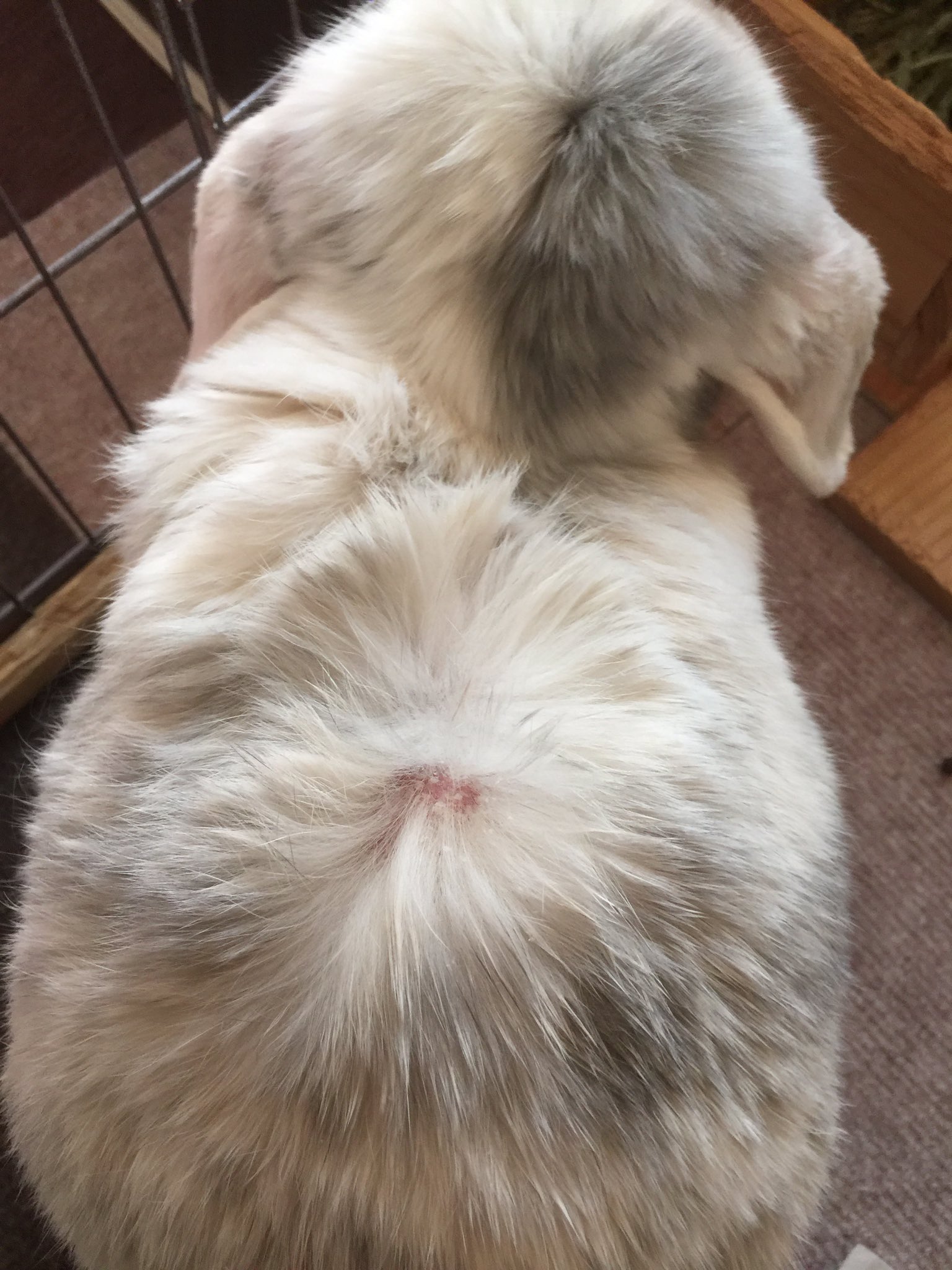 트위터의 ママン 님 ろぷ男 病院に行ってきました アレルギーで 皮膚に白いかさぶたができ フケが背中にいっぱい 痒かったみたい 早く気付いてあげれなくて ごめんね