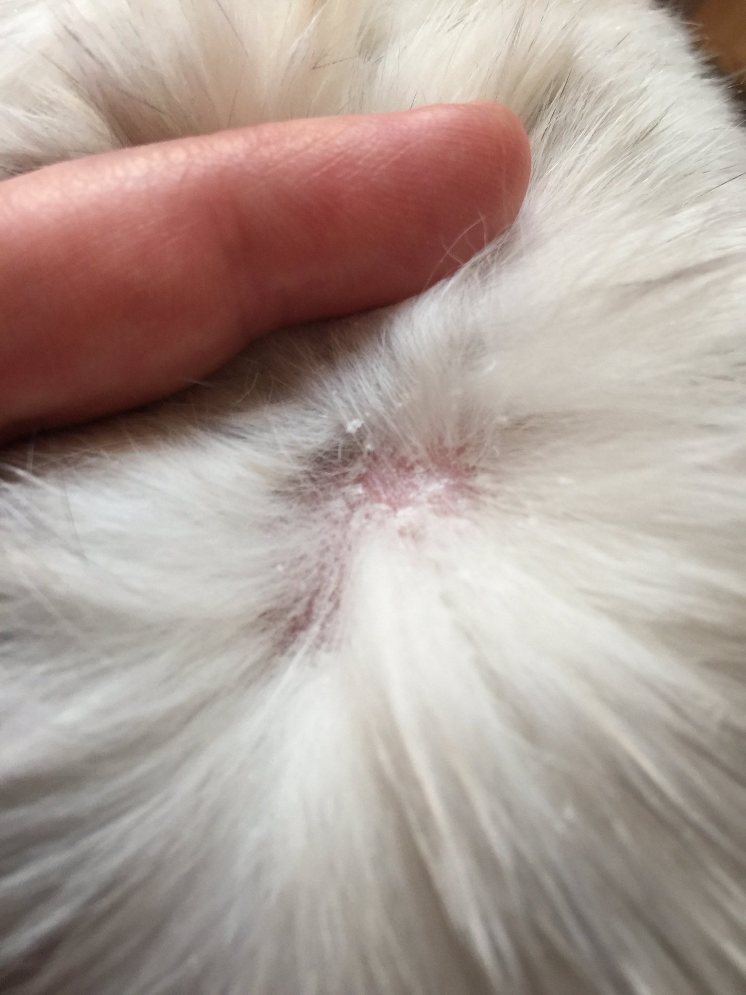 ママン ろぷ男 病院に行ってきました アレルギーで 皮膚に白いかさぶたができ フケが背中にいっぱい 痒かったみたい 早く気付いてあげれなくて ごめんね T Co 0evdentxns Twitter