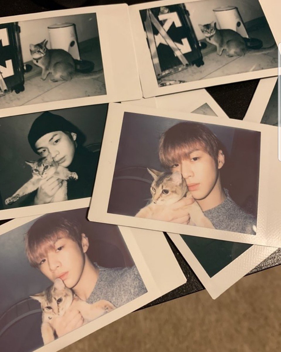 28) 2019 comes. No more W1 but they still have a 4-day final concerts. Daniel opened IG account and break world record as the fastest account to gain 1M followers. I was so happy for him. We've been blessed with gorgeous pics of him and his furry sisters.  #Twoyearswithdaniel