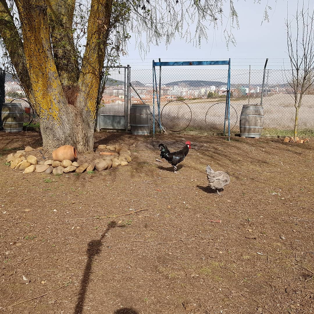 Dicen los mayores " que los mejores corderos de #Castilla son aquellos que oyen el replicar de la <a href="/catedralDburgos/">Catedral de Burgos</a>" pero seguro que los huevos también tambien son especiales.
Se unen al gallinero en #Palomares 2 gallinas y 1 gallo de raza #Castellana. 
#Burgos