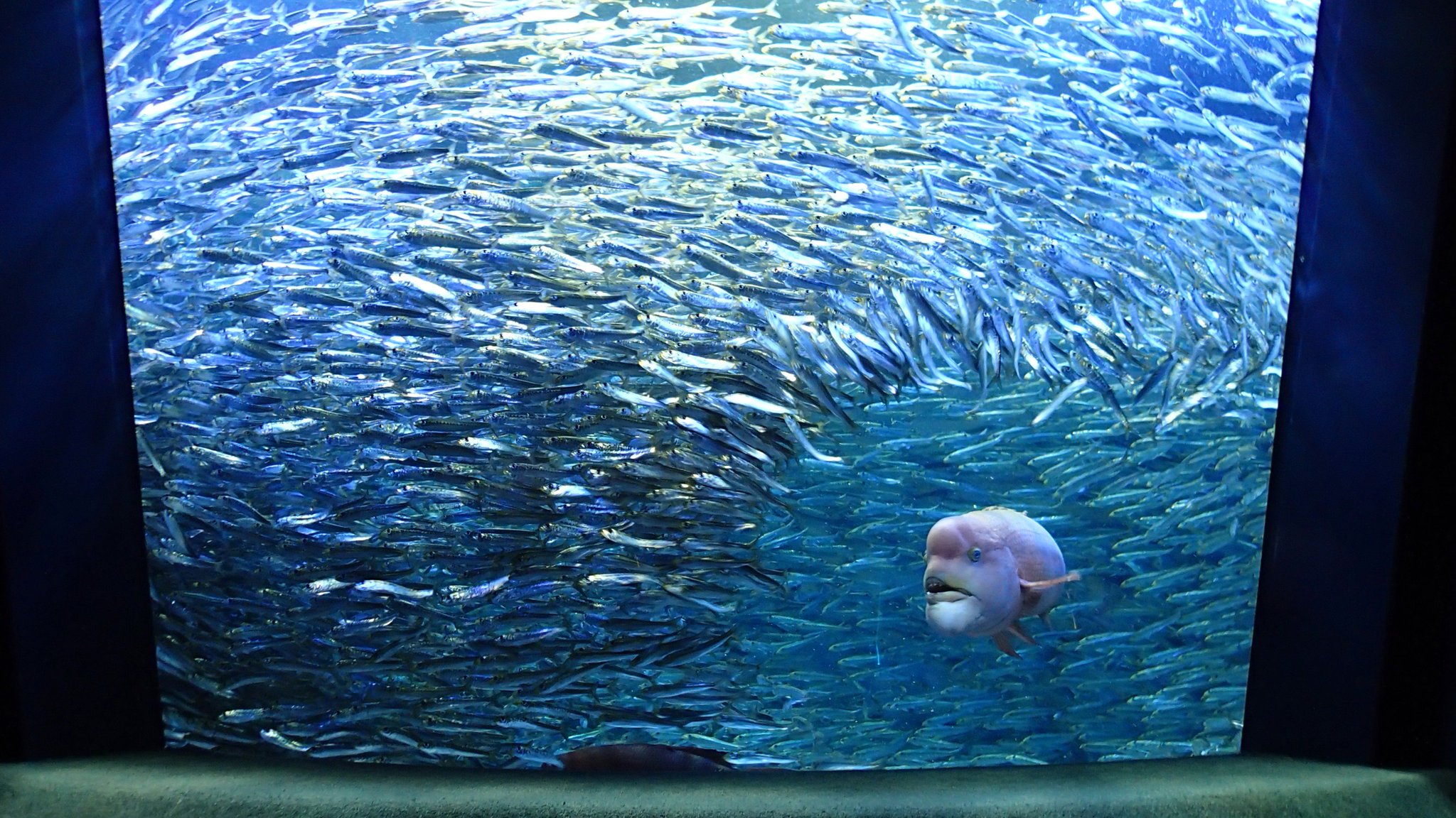 サンシャイン水族館 水族館1階 生命の躍動 水槽にたくさんの仲間がやってきました コブダイが動くと迫力あるマイワシの群れの動きがご覧いただけます サンシャイン水族館 イワシ コブダイ サンシャイン水族館 水族館1階 生命の躍動 水槽にたくさんの仲間がやってきました コブダイが動くと迫力あるマイワシの群れの動きがご覧いただけます サンシャイン水族館 イワシ コブダイ
