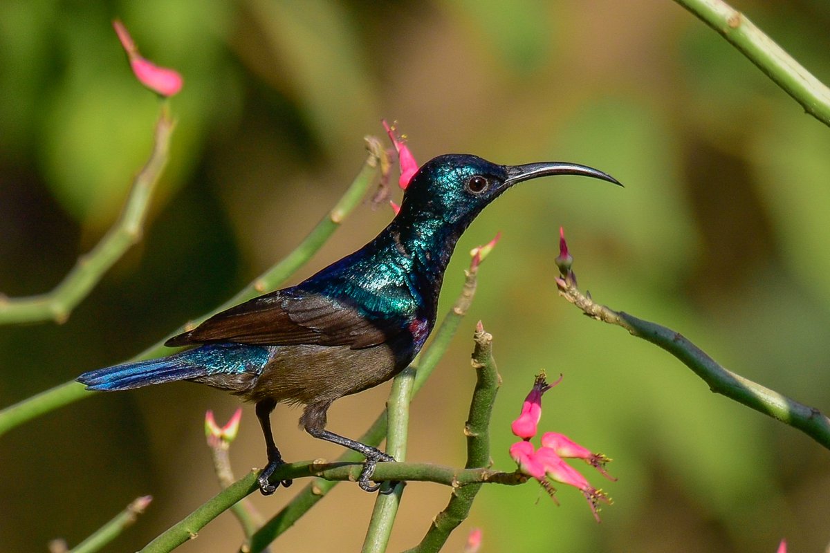 Loten's Sunbird

#colour #nikon #world_bestanimal #topindianphoto #feathers #photo #mumbaidiaries #indiaview  #birdcaptures #birds_adored #beautiful #flowers #greens 

@NatGeo @Discovery @AnimalPlanetIn @BBCEarth