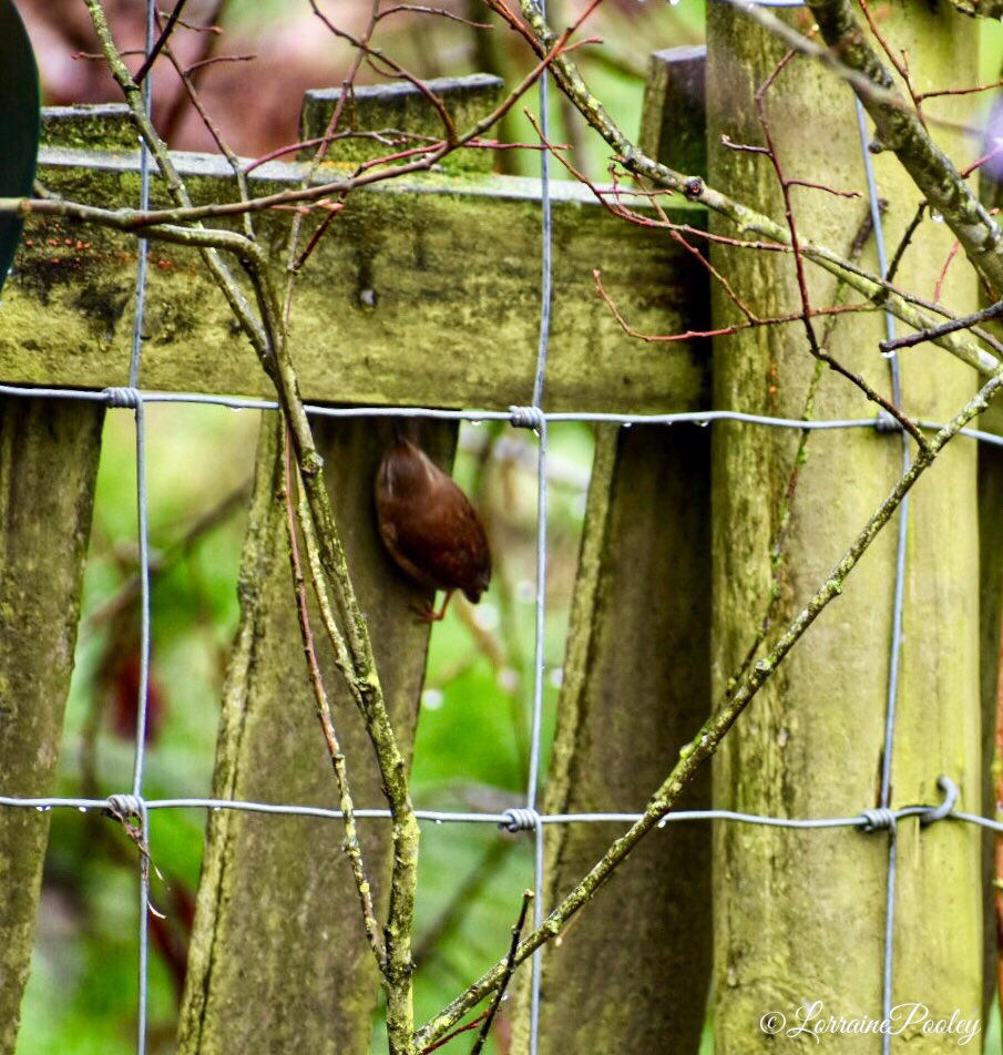 SaveOurSparrows's tweet photo. Iβll leave you with the tiniest #Wren snuck beneath this fence, sheltering from the rain, on his way back from the βTerracotta Cafeβ where seed is plentiful, out of the wind & rain for the #GroundFeeder #Birds or #GroundHuggers as I like to call them. So tiny, so quick. πΉ https://t.co/5Gdi5W2fck