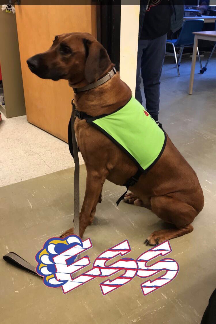 Rose_scdsb's tweet photo. Obi had his first day of school yesterday. He had a great day and brought many smiles to students and staff! @WildcatGuidance  @SweetCharityDog @SCDSB_Wellness https://t.co/8OTpuREbdO