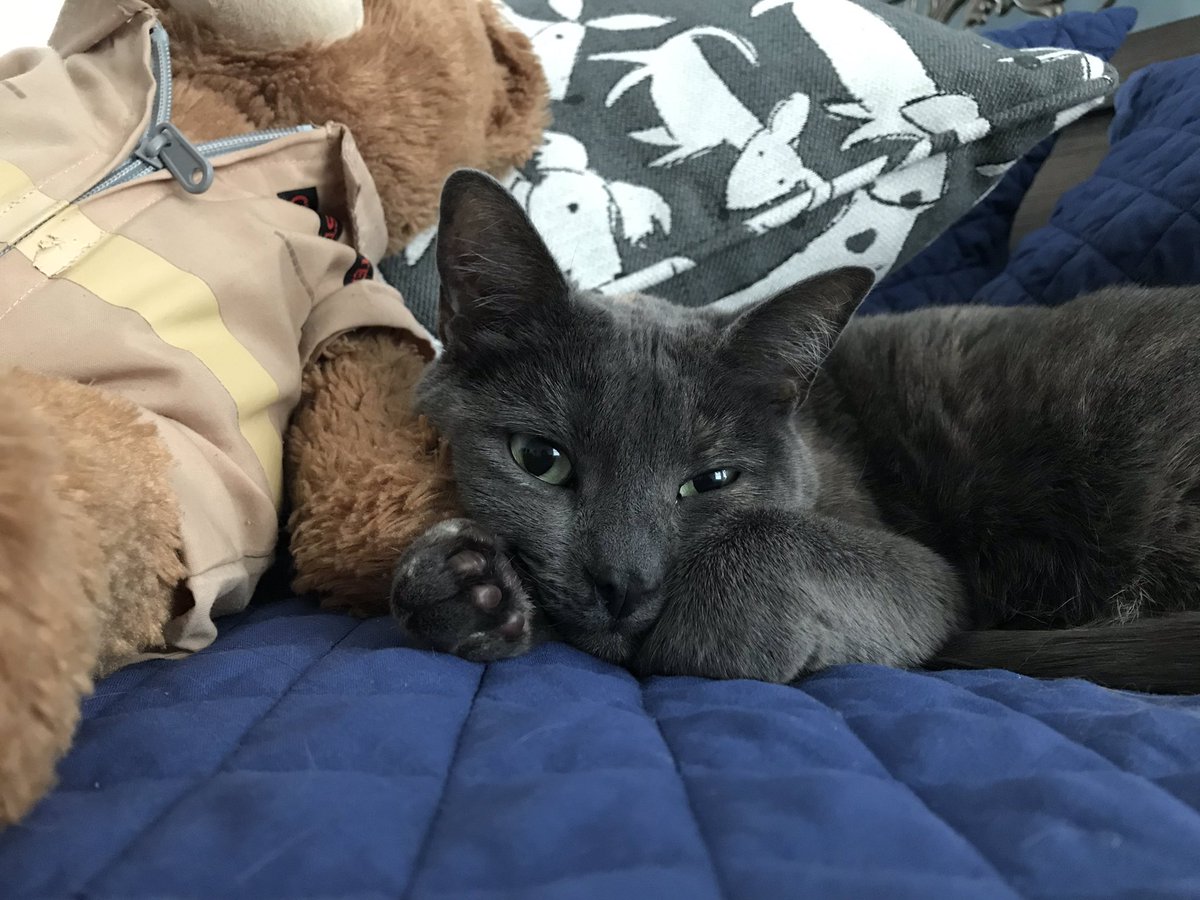 DaniellePoiesz's tweet image. Luna is definitely #supercatsaturday #thatlunalife @AmyFreeze7 #bleps #sillycat