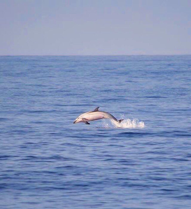 El #delfín listado, especie de cetáceo mas abundante en el #Mediterráneo. Aquí un ejemplar al sur de las #IslasBaleares, donde Alnitak trabaja