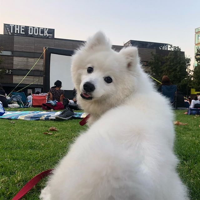 diningwithshiro's tweet photo. Hurry and start the movie please thanks xoxo #docklands #victoriaharbour #melbourne @melbfilmfest https://t.co/3R4FHMW2KJ https://t.co/Mr53XY3Gh5