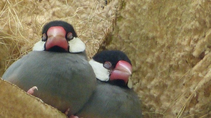 ハワイの文鳥のtwitterイラスト検索結果 古い順 ハワイの文鳥のtwitterイラスト検索結果 古い順