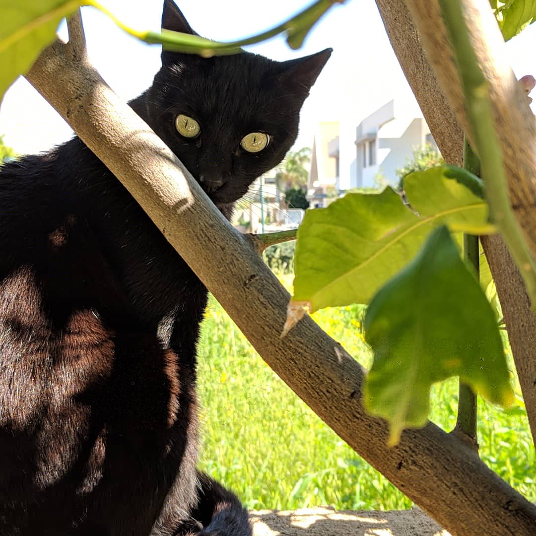 litalchart's tweet photo. Happy #Caturday! #catsofisrael https://t.co/VJimYa7GJF