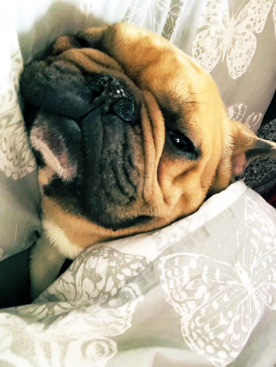 RandallFrenchie's tweet image. I was up late watching #AfterLife last night and now I can’t get out of bed. #iamrandall #randallthefrenchie #snoozingsaturday