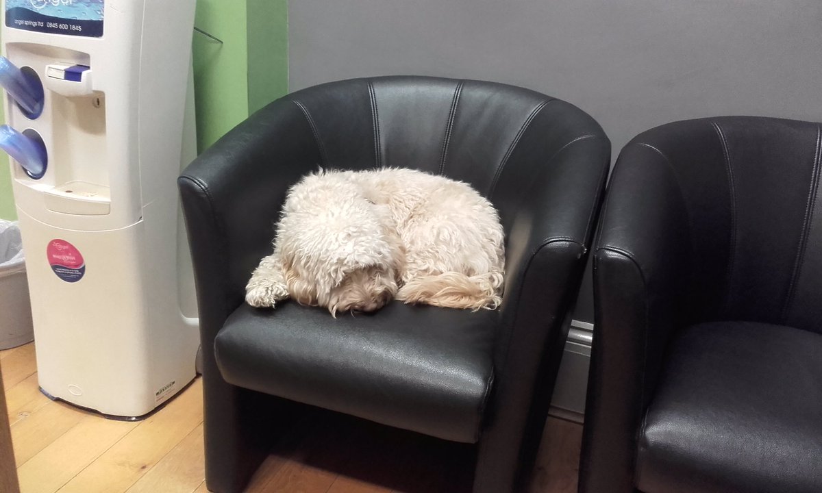 Happy Saturday! Here’s Barney, our Newport office dog who came to see us this week. Your legal needs are in good paws!