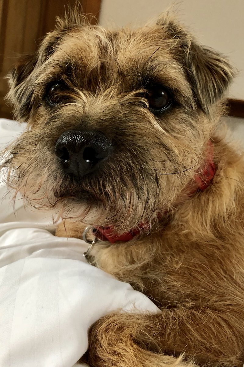 redthebt's tweet photo. #bedhogging in da holibobs cottage https://t.co/I3tcXvpyuS