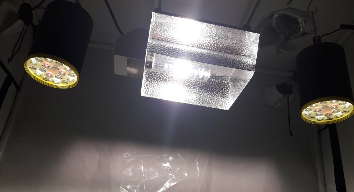 AdrycManellson's tweet photo. Weed Día Verde Mundo y Magnífico fin de semana Amig@s,
Mi Hada, la #Crew del #AdrycManëllsonTesterTeam @HempCropEs y yo, Hoy con #MatanusK @GeaSeeds #LEC315Wts+#LED #Spectron apoyo #RefBlanca #Sust #ProSoil @VitaLinkEU y @spiragrobio @neoalgae Os Saludamos
Alegría, Paz y Semis😎 https://t.co/wdEW7SV8rE
