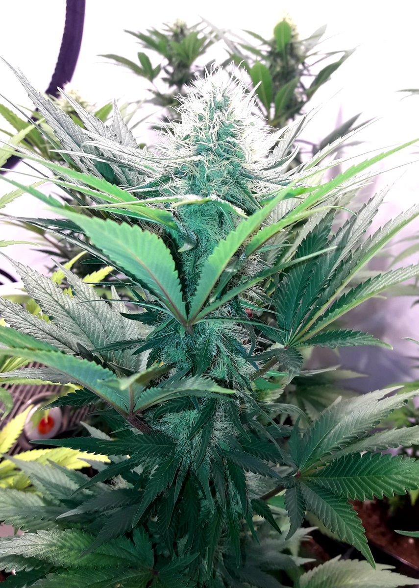 AdrycManellson's tweet photo. Weed Día Verde Mundo y Magnífico fin de semana Amig@s,
Mi Hada, la #Crew del #AdrycManëllsonTesterTeam @HempCropEs y yo, Hoy con #MatanusK @GeaSeeds #LEC315Wts+#LED #Spectron apoyo #RefBlanca #Sust #ProSoil @VitaLinkEU y @spiragrobio @neoalgae Os Saludamos
Alegría, Paz y Semis😎 https://t.co/wdEW7SV8rE