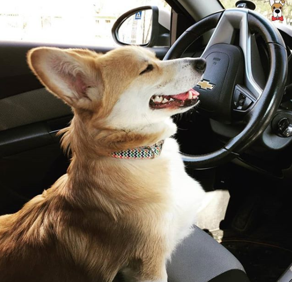 corgilover990 tweet picture