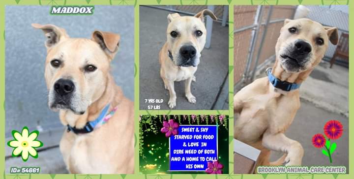 FaustiniMary's tweet photo. DOG LOVERS: 6 dogs UNRESERVED, #nycacc AT RISK LIST, &amp; only hrs left! MADDOX, 7, adm as a v thin stray; shy at 1st, then warms up! Has some med issues, which will need f/u, such as his wgt &amp; a hernia. Pls see his 2 VIDS! PLS give M. his 2ND CHANCE: #pledge #foster or #adopt CONTD https://t.co/4InT2MS0NH