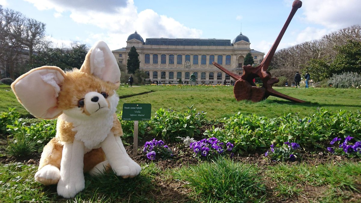 YNHM_2019's tweet photo. Only 3 days before the #YNHM2019  
Our fennec fox mascot is looking forward to meet you all!  #YNHM https://t.co/J4jKjyo8xO