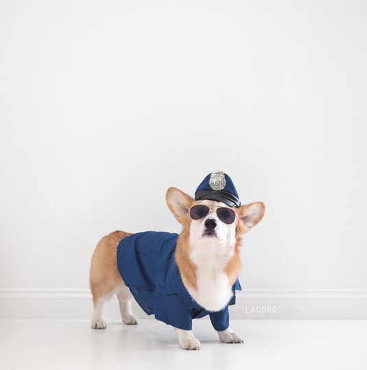 corgilover990 tweet picture