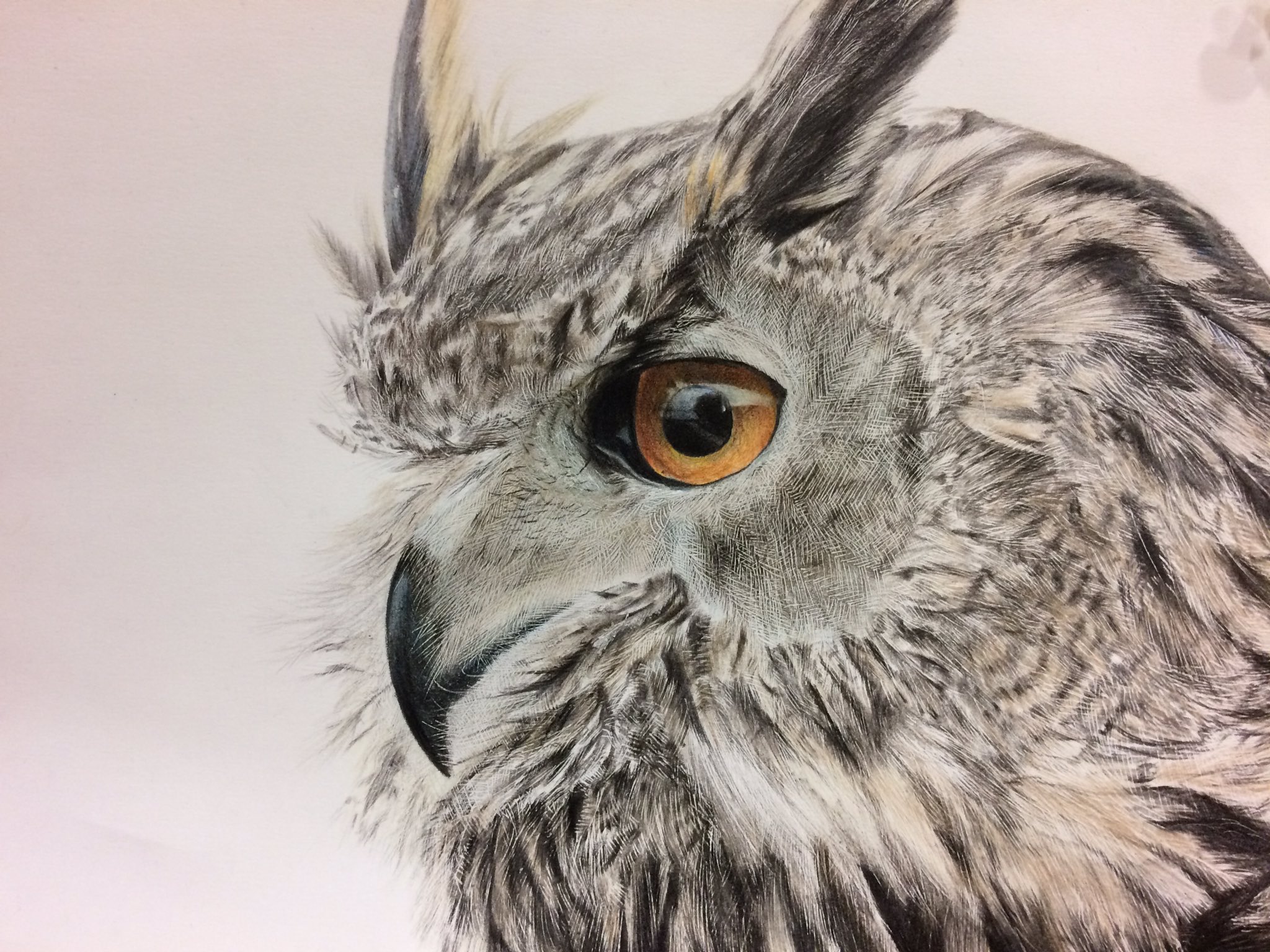 フクロウ色鉛筆画 色鉛筆画 フクロウを描いてみた Realistic colored pencil