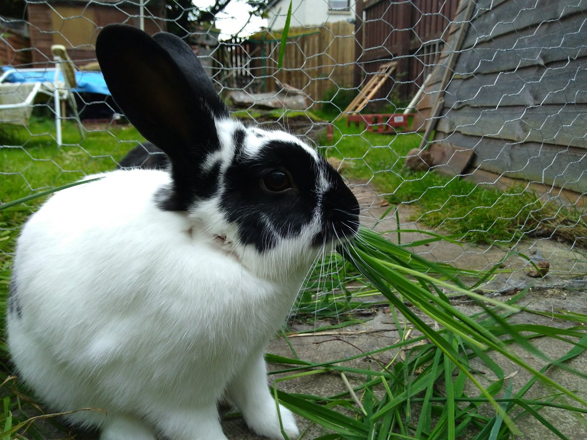 In that space they will need hay. Lots of it. Wild rabbits eat grass, and whatever weeds they come across. Grass is mostly fibre. It has very few nutrients. But that's fine. Bunny digestive systems are designed to extract every last calorie and nutrient.