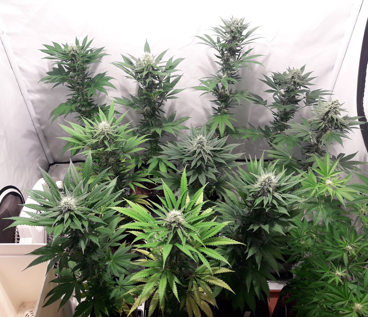 AdrycManellson's tweet photo. ¿ Os gustan Verde Mundo ?
#MatanusK @GeaSeeds,
Entre Ellas 2 #Loveless y 2 #Morrigan @GreenbudSeeds,
Hoy con 28 Días de #Floración
Y una #NoName #AdrycsCove que acabo de juntar con ellas.
Esta recién comenzada la suya,
¡ A ver sí se la pega algo ! 🤣🤣🤣.
Paz, Olas y Semis;-))) https://t.co/4bt8uphBQA
