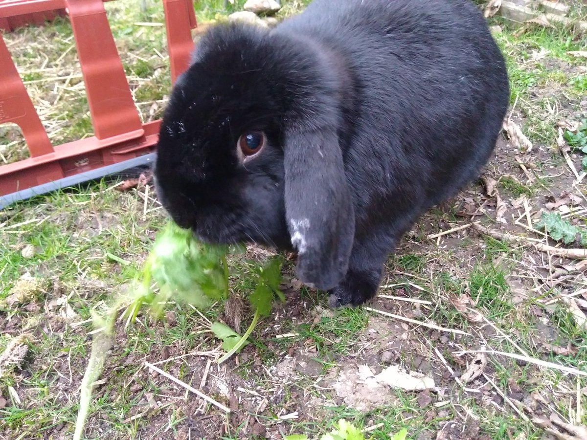 Vet bills can quickly mount up. My big lop, Milo, has to have his teeth filed two to three times a year, at £90-£140 a time. Why? Because bunny teeth never stop growing. In lops, minis, flat faced breeds the teeth can be misaligned, due to breeding, & don't wear properly.