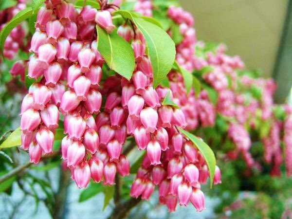 花 على تويتر 馬酔木 の花の一房手折り さやさや揺らし目を閉じる どこにいるのと呼びかけるけど 静寂だけが聞こえてる あなたがいない私の胸を 哀しみだけが通っていく 桑島法子 今朝の万葉集の続きのようですね 罒 ﾌﾌ 今日の誕生花 馬酔木