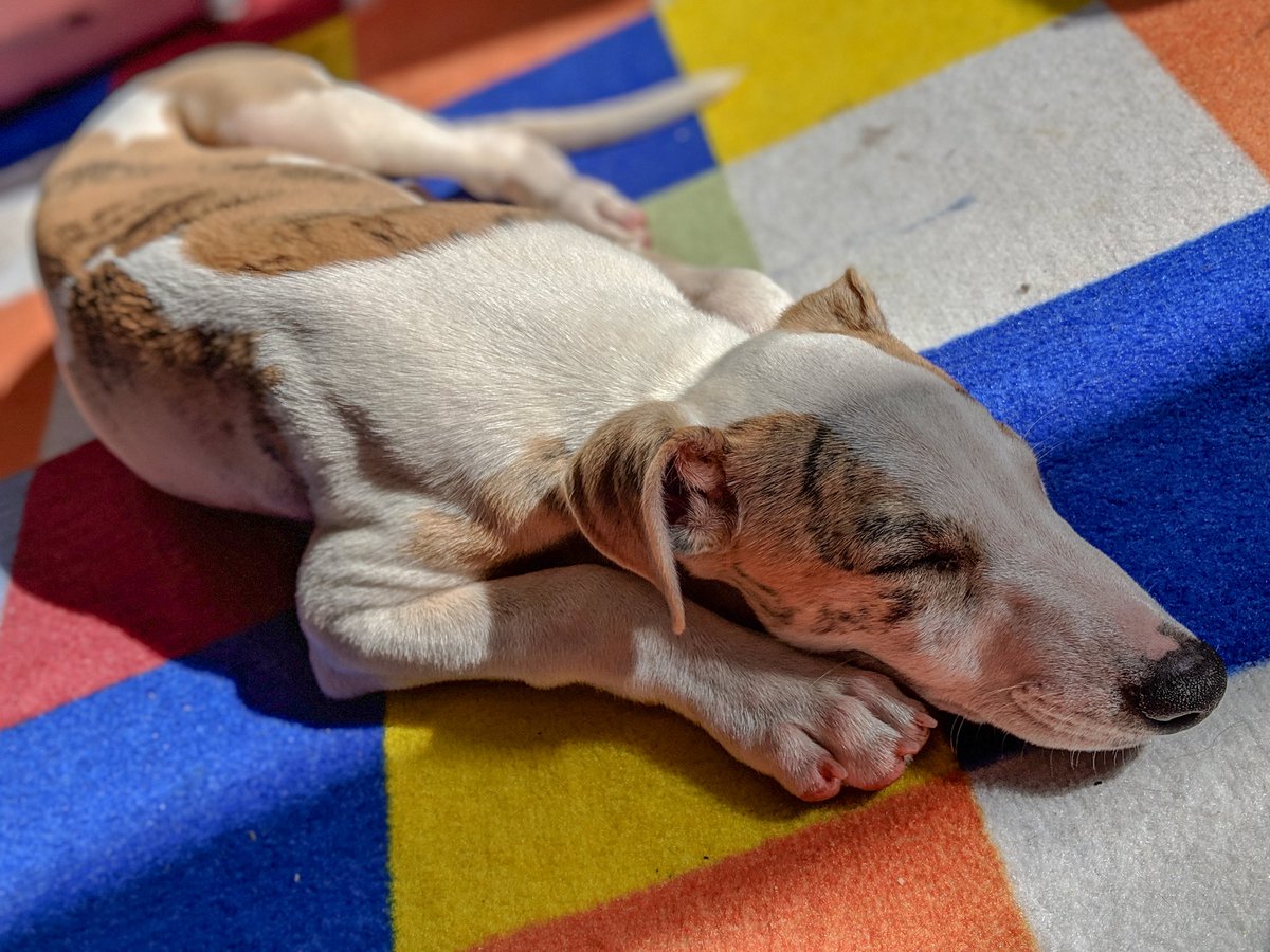 WhiskyDadBlog's tweet image. New addition to the family. Meet Ziggy.🦴🐾❤️
#whippet #dog #whippetlove #sighthound #dogs #puppy #whippetlife #whippetpuppy #dogoftheday