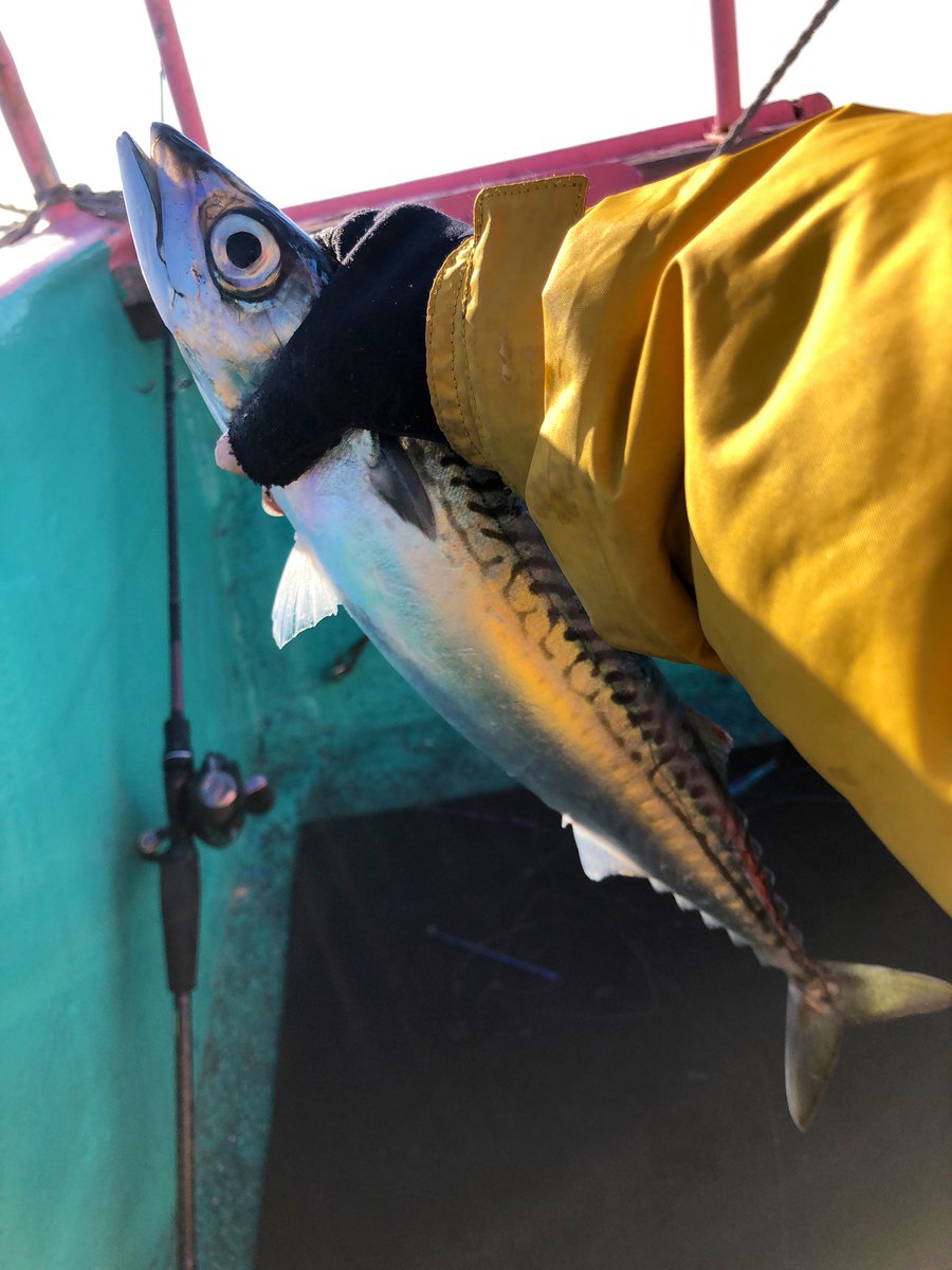えまきち בטוויטר お久しぶりの 船 小名浜沖は鰯と鯖だらけ サビキで釣った鰯の泳がせででっかいクロソイきたでぇ こんなでっかいソイ始めて釣ったからすんごい嬉しい 帰り際にちび太刀魚とちび鯛も頂いた 海の幸いっぱい 今日も