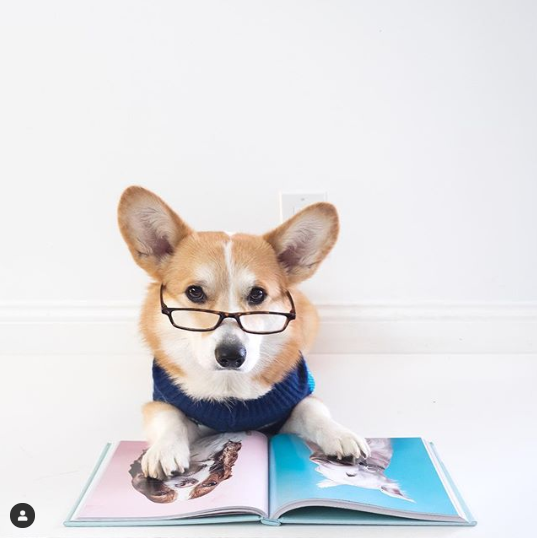 corgilover990 tweet picture