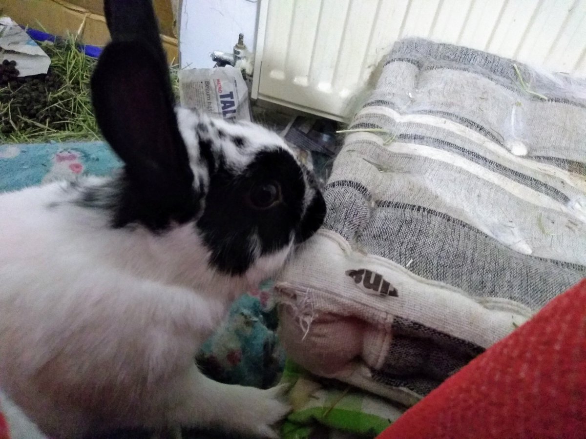 What I mean is; rabbits are destructive. There is no getting around this. They will chew carpets, walls, floor boards and skirting, furniture, books, cables, doors... and anything else they feel like chewing.