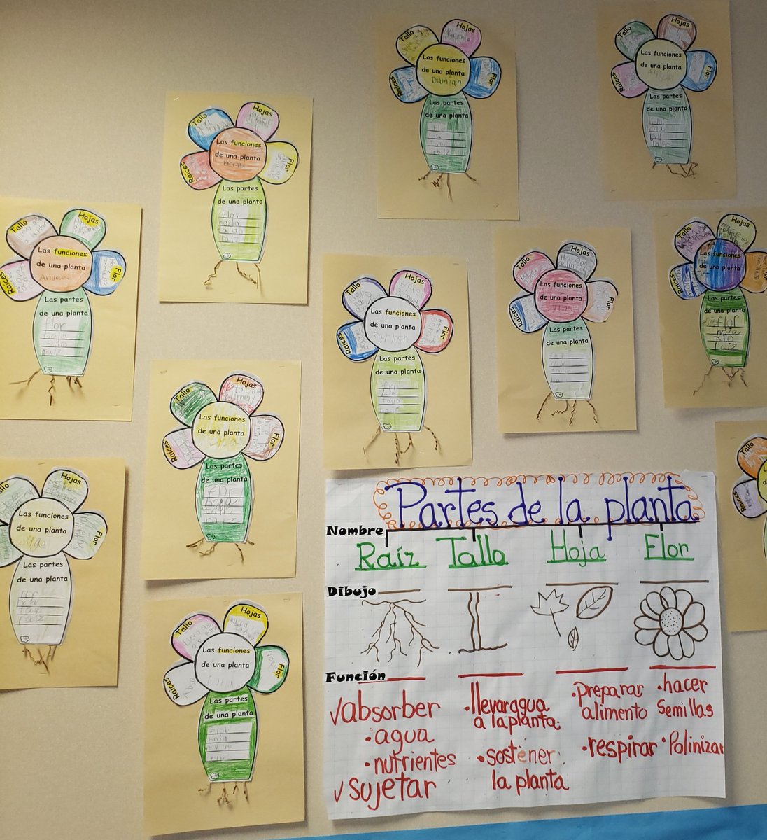 Amrivasteach's tweet photo. After observing real plants and  learning about the parts and functions,  my K students wrote about it! @Martin_Mustangs @AliefScience https://t.co/8kOSk9bDeH