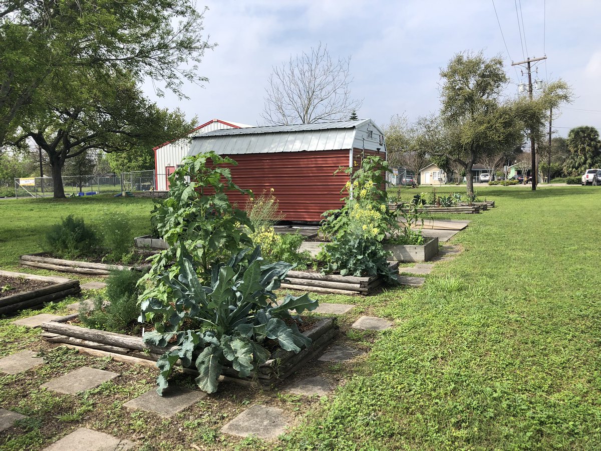 LeighShaver3's tweet photo. Community gardens started by @TAMUCCCONHS students some years ago, going strong with support from @TAMUCCIGT ! Today, students providing health ed and BP ✔️ at #wellnessrocks event! #IslanderImpact https://t.co/HL873qy6GO