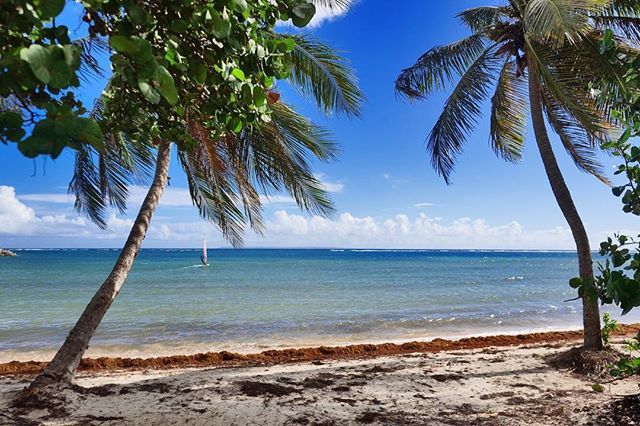LucaBernacconi's tweet photo. * Guadaloupe •

#guadalupa
#beach
#windsurf 
#caribe
#caraibi
#sea
#plage
#sun
#travel
#guadaloupe
#paradais
#antillesfrancaises
#sky
#clouds
#palm https://t.co/kfWoboQSrj https://t.co/gZPyc48pLW