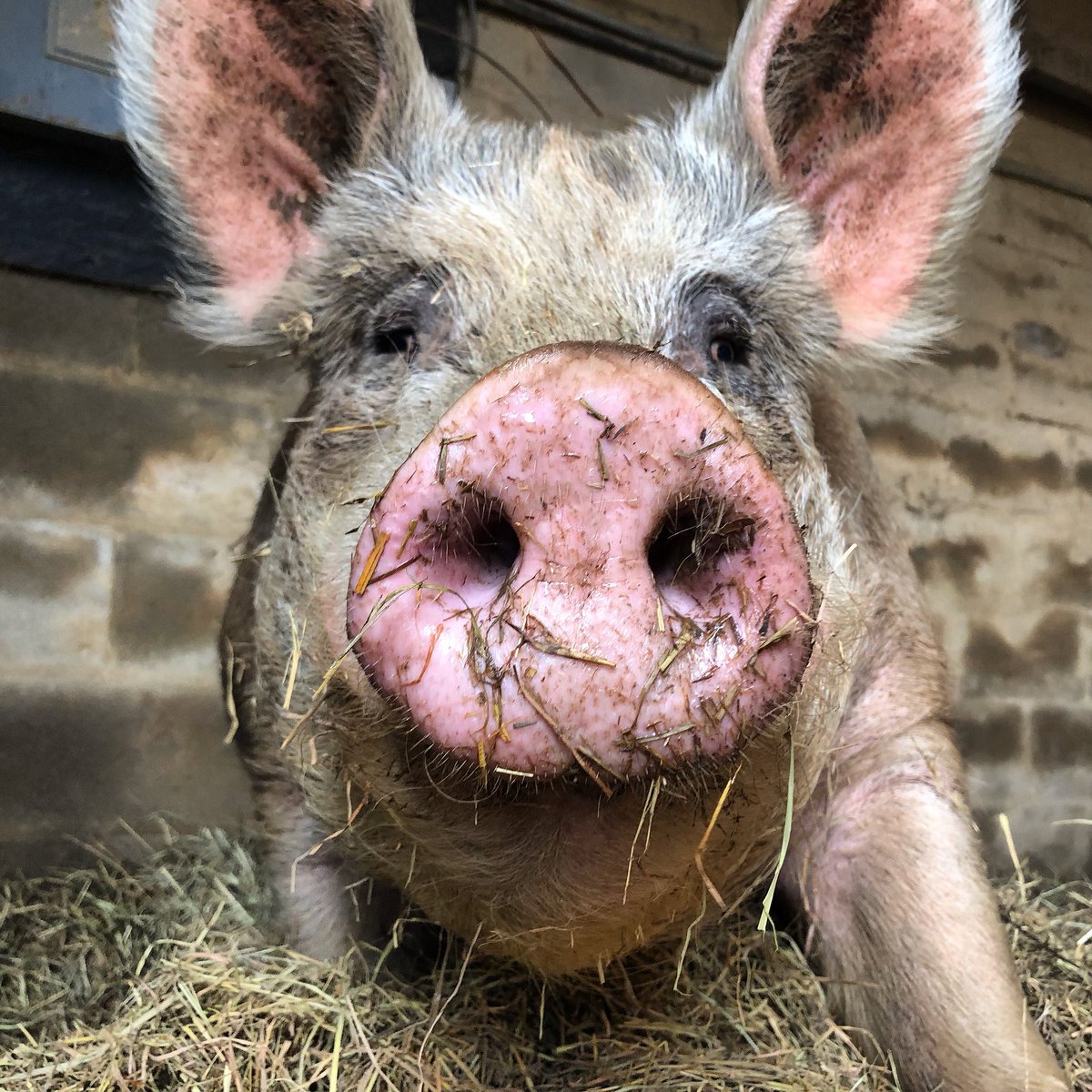 ThePigPreserve's tweet photo. Happy Rainy Muddy Saturday from Indiana! 🐽 https://t.co/eBT1xUKweY