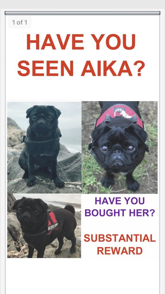 veryluckypugs's tweet photo. HAVE YOU SEEN AIKA PLEASE?π#missingaika https://t.co/BNo2aQkESH