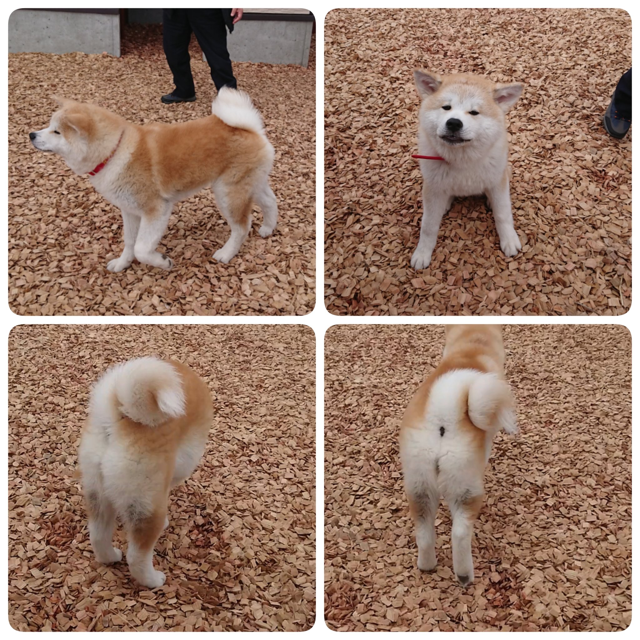 Twitter এ 瞭 Team 秋田犬 つばき のしっぽ くるくるがスゴい 二重巻き まるでミックスソフト です 秋田犬 秋田犬つばき 男鹿 オガーレ 秋田犬ふれあい処 T Co D9hfum5vnn ট ইট র