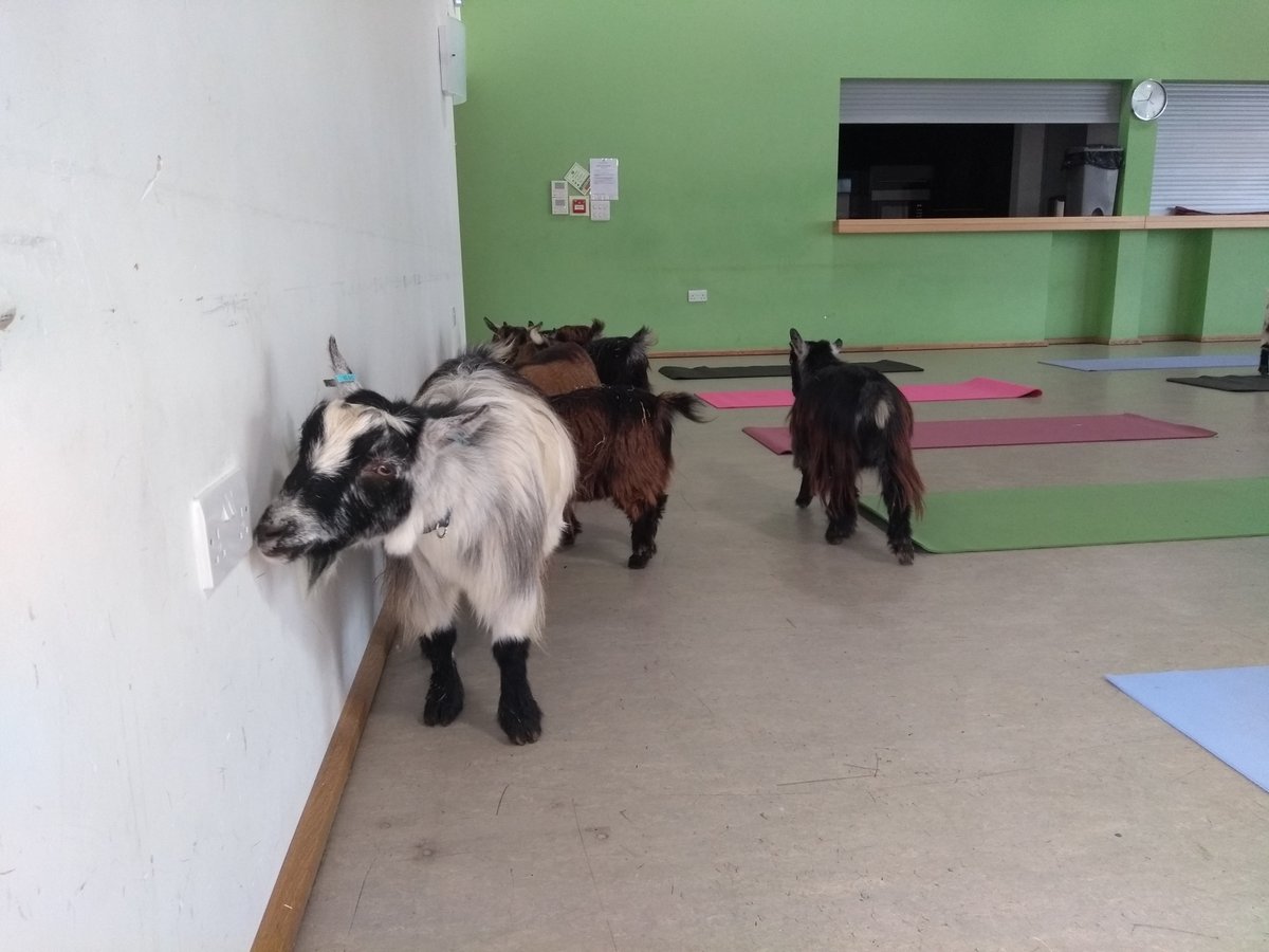 Goga Class just about to begin at The New Park Centre @ChiBogGreen <a href="/LoveWhereULive2/">love.where.u.live</a> <a href="/LoveChichester/">Love Chichester</a>