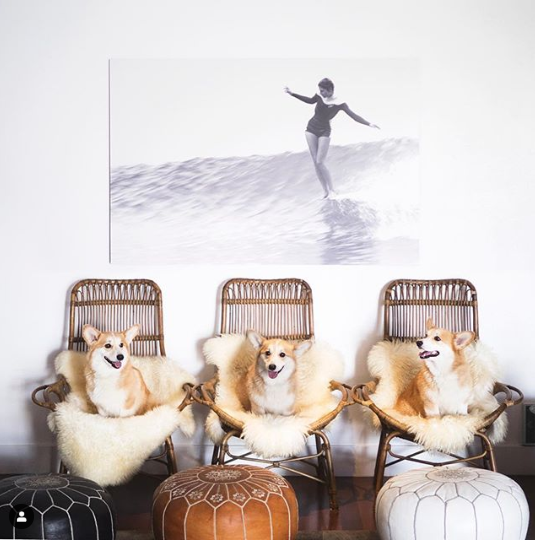 corgilover990 tweet picture
