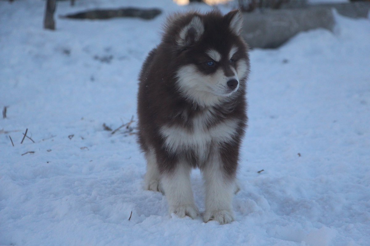 siberian husky wooly puppies for sale