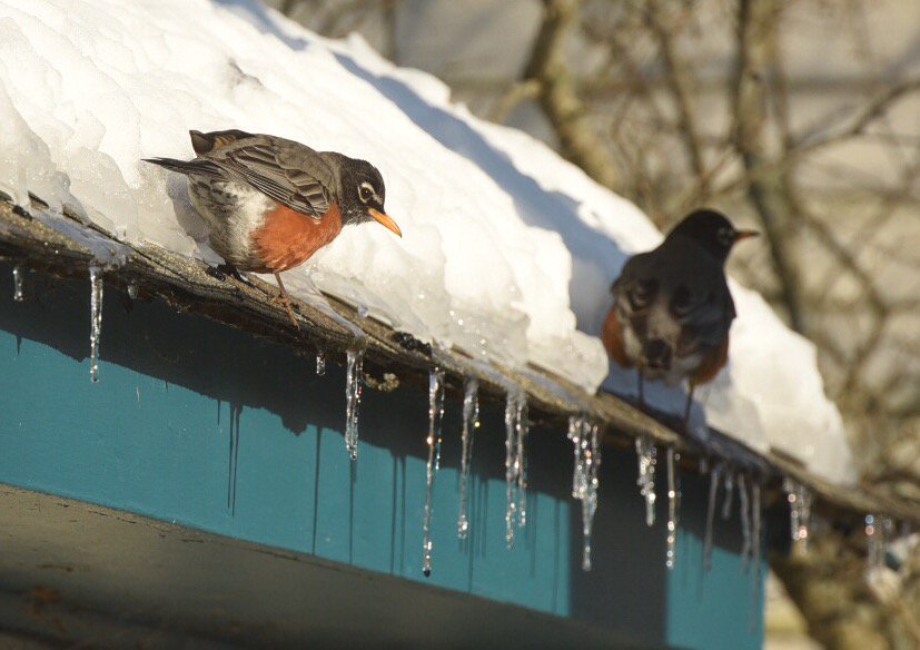 Like us, robins are looking forward to spring. Tonight we "spring ahead" and lose an hour to Daylight Savings Time.